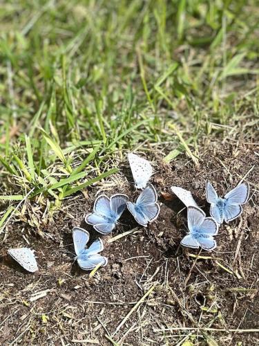 blue butterflies