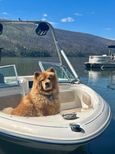 dog-in-boat